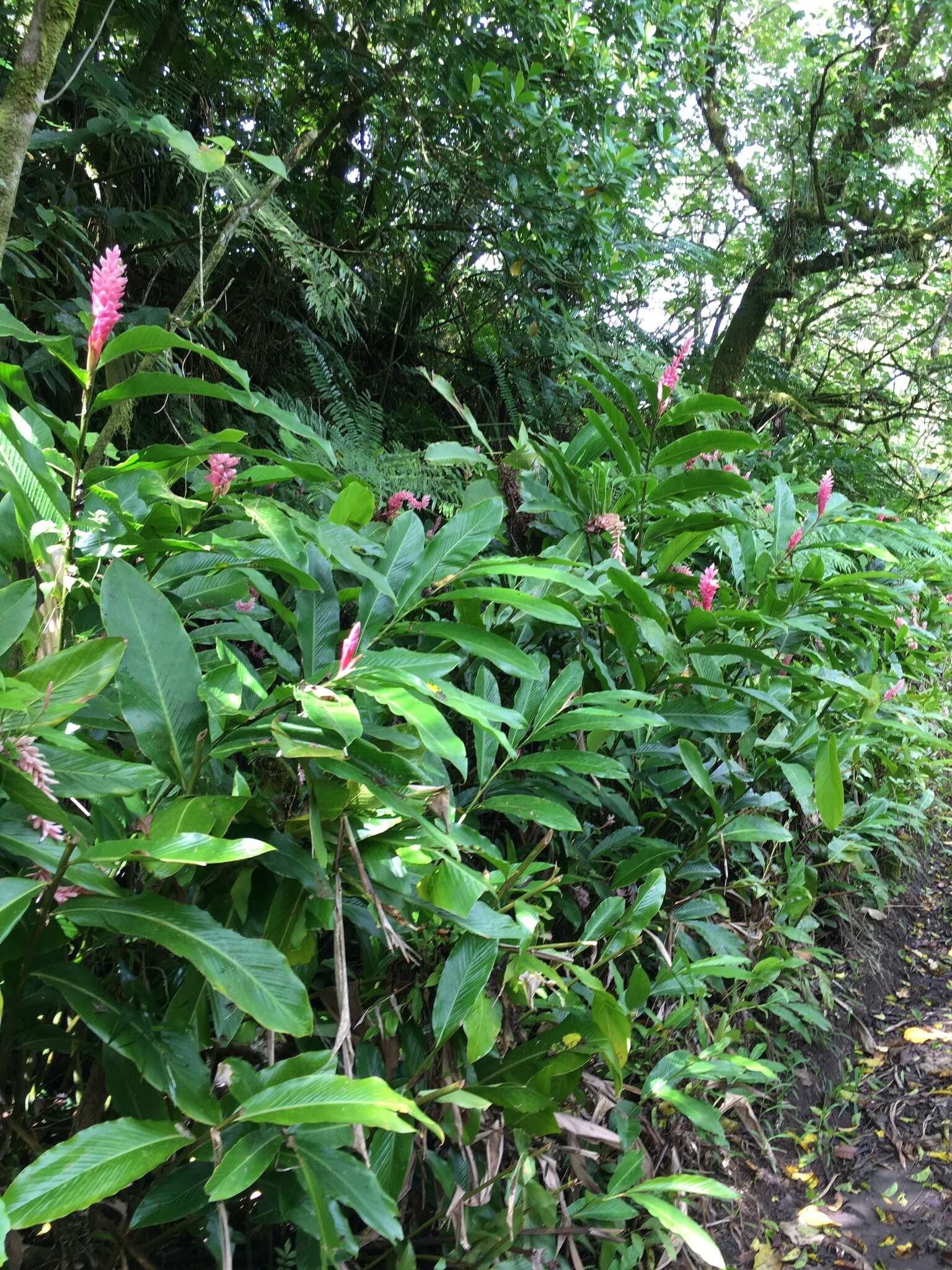 Imagem de Alpinia purpurata (Vieill.) K. Schum.