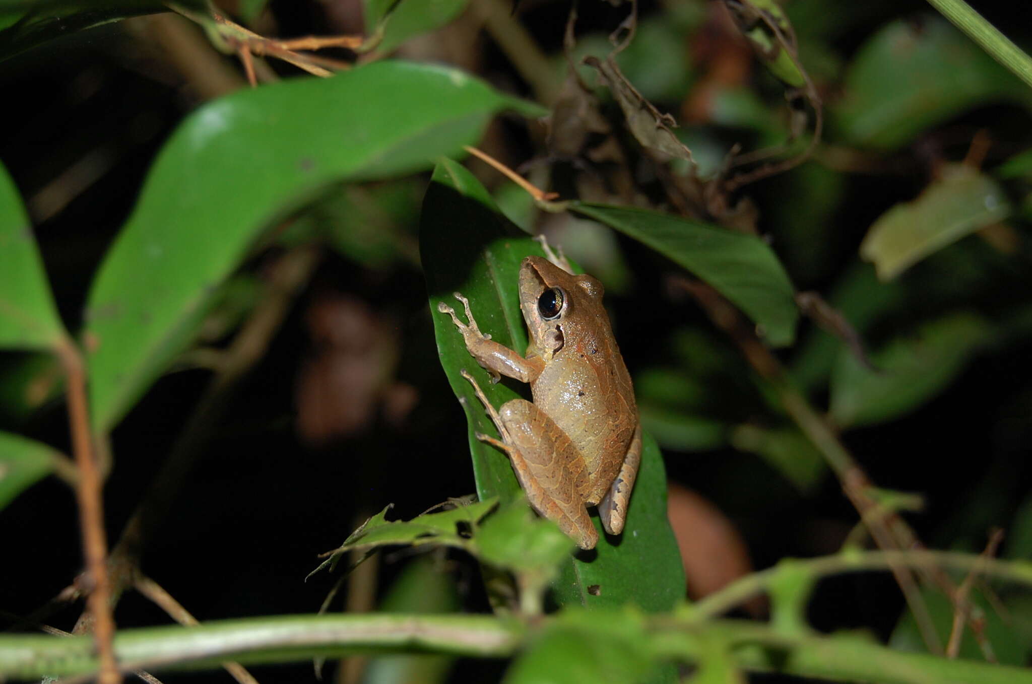 Image of Cachabi Robber Frog