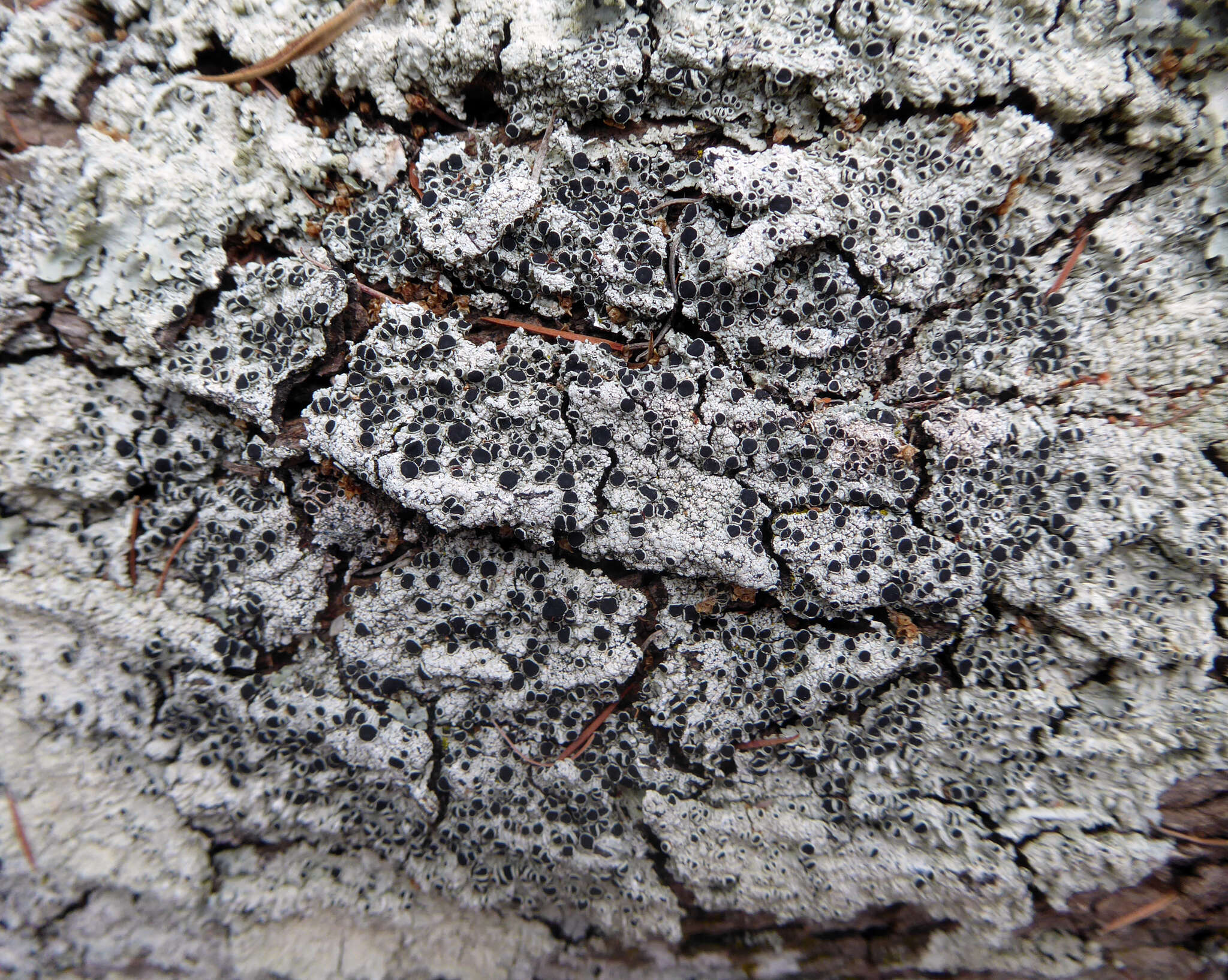 Image of dirinaria lichen