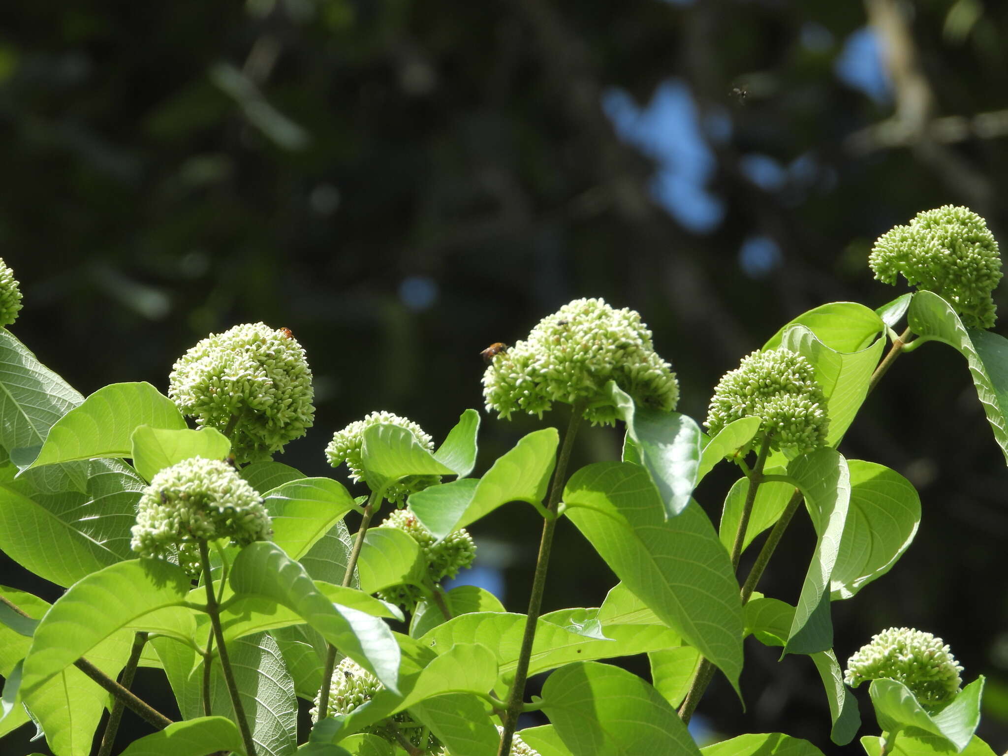 Image of Forsteronia umbellata (Aubl.) R. E. Woodson