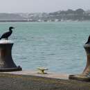 Imagem de Phalacrocorax carbo novaehollandiae Stephens 1826