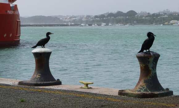 Plancia ëd Phalacrocorax carbo novaehollandiae Stephens 1826