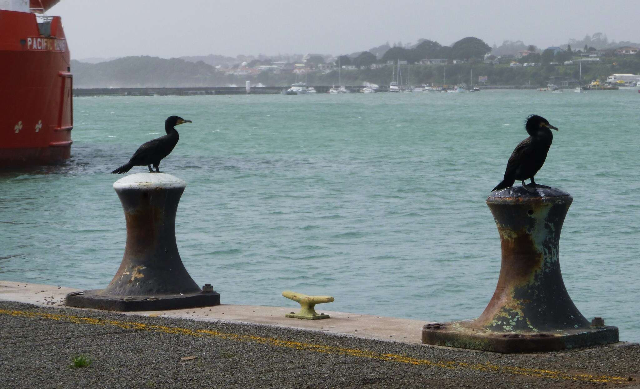 Phalacrocorax carbo novaehollandiae Stephens 1826的圖片