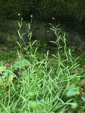 Image of Cumberland sandwort