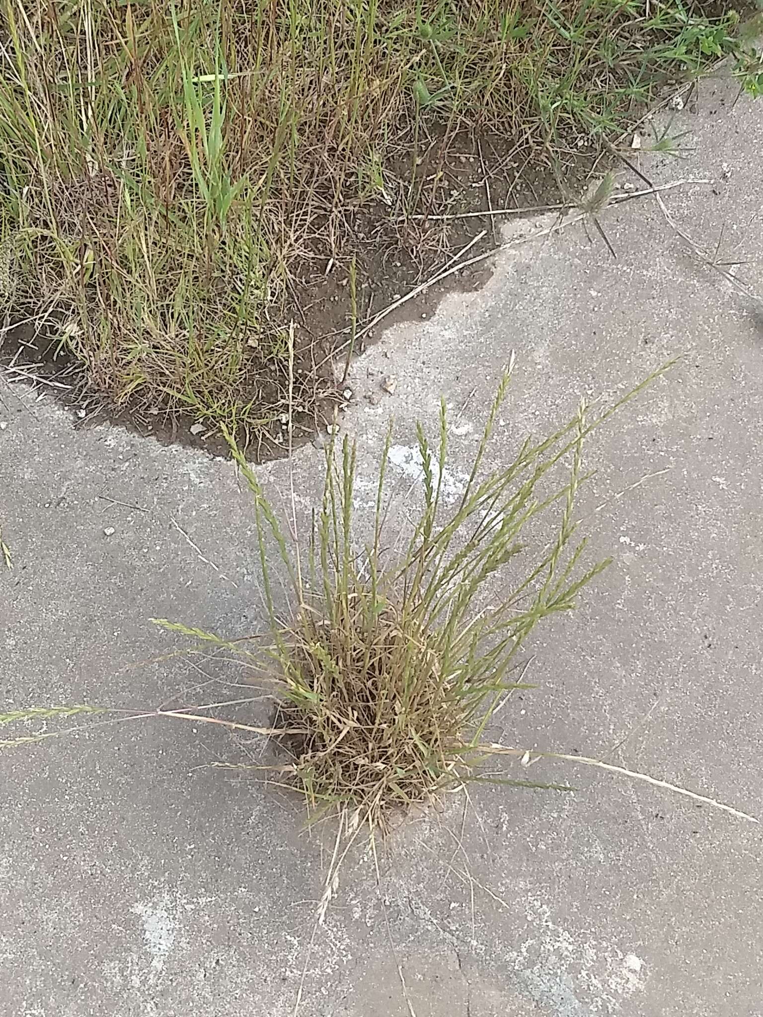 Image of Wimmera ryegrass