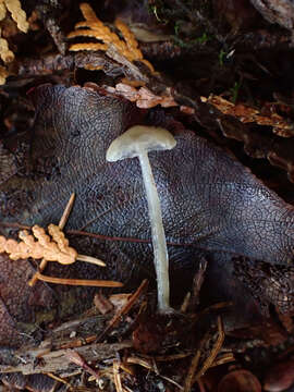 Image of Whitish Bonnet