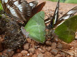 Image of Charaxes eupale Drury 1782