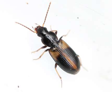 Image of Carabidae