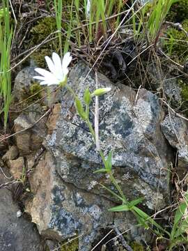 Image of field chickweed