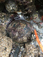 Image of Black Abalone