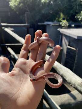 Image of Cat-eyed Tree Snakes