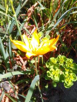 Image of Tulipa sylvestris subsp. sylvestris