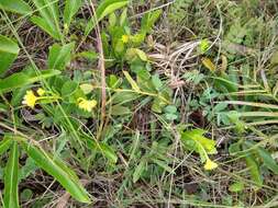 Image of Palicourea coriacea (Cham.) K. Schum.