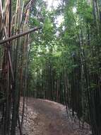 Слика од Phyllostachys nigra (Lodd. ex Lindl.) Munro