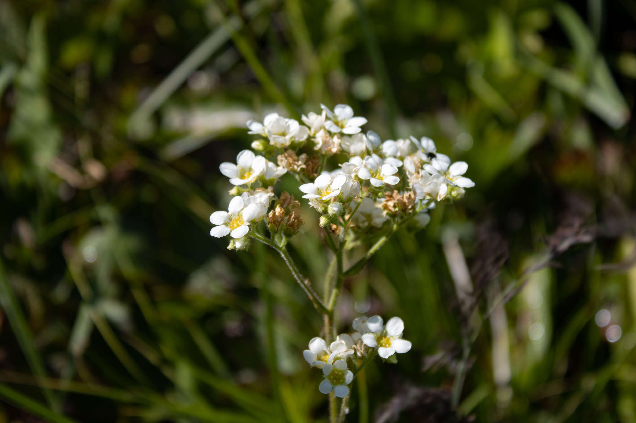 Слика од Boykinia major A. Gray