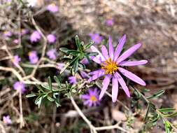 Image of Olearia magniflora F. Müll.