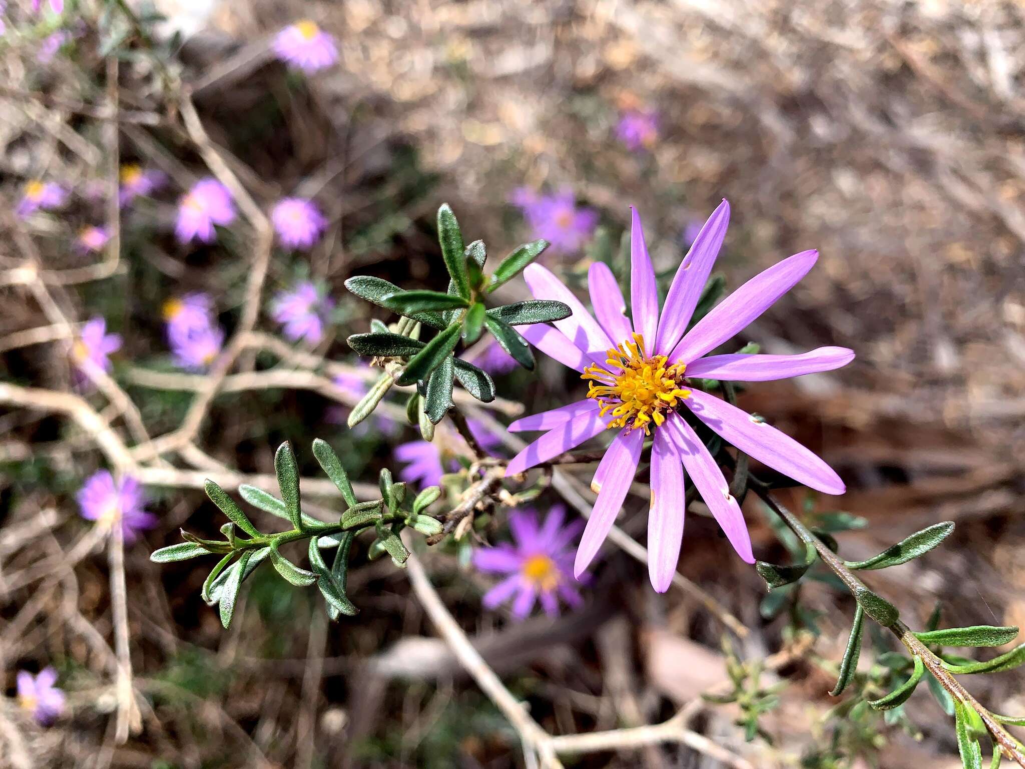 Image of splendid daisy-bush