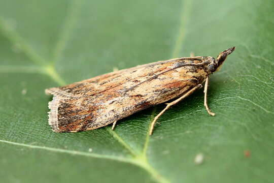 Hypochalcia propinquella Eversmann 1842的圖片