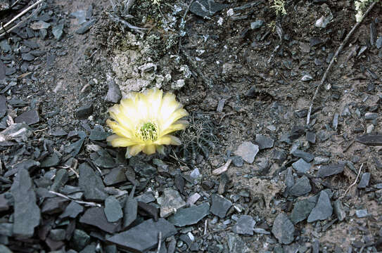 Image of Echinopsis haematantha (Speg.) D. R. Hunt