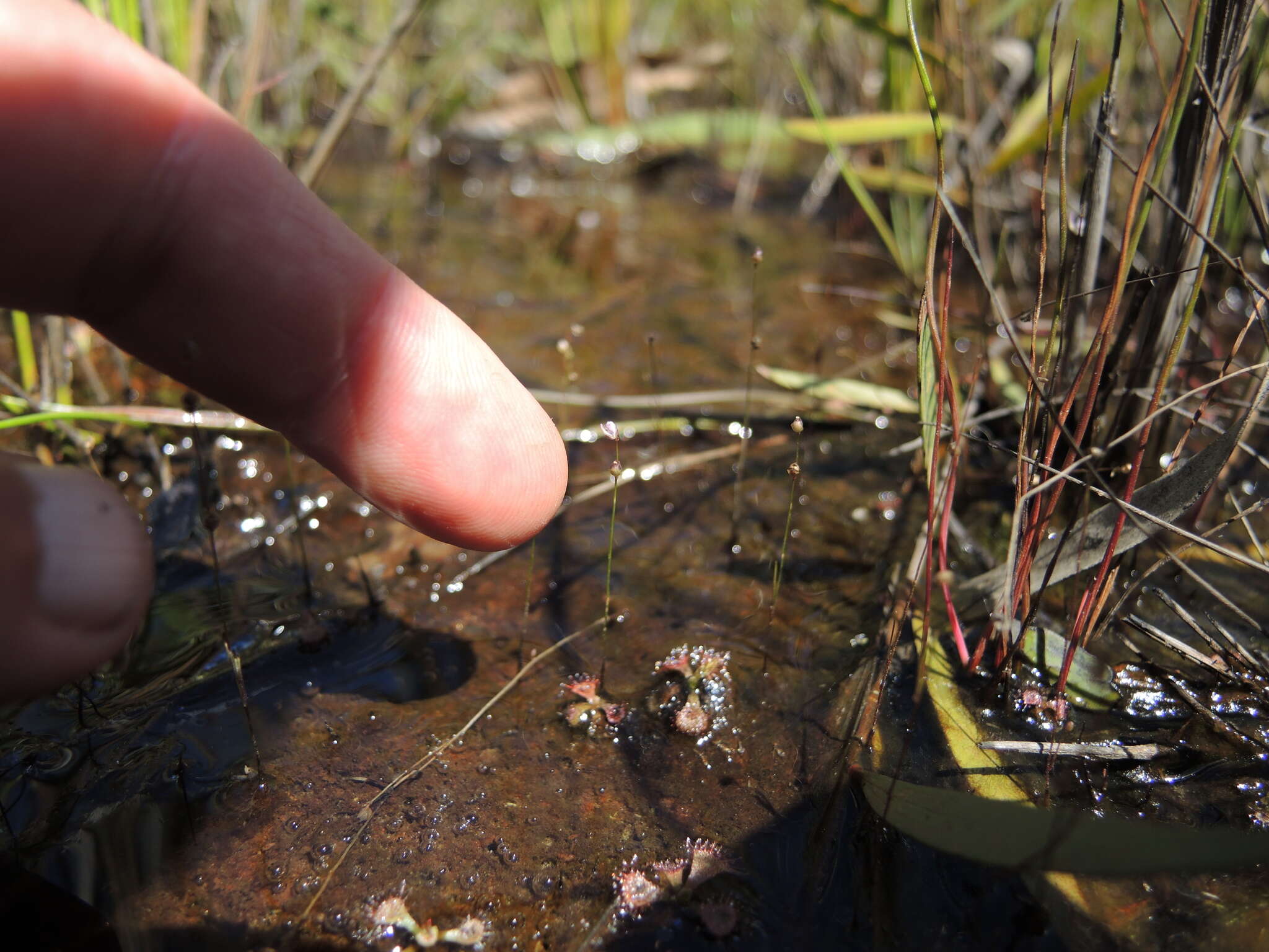 Image of Utricularia geoffrayi Pellegr.