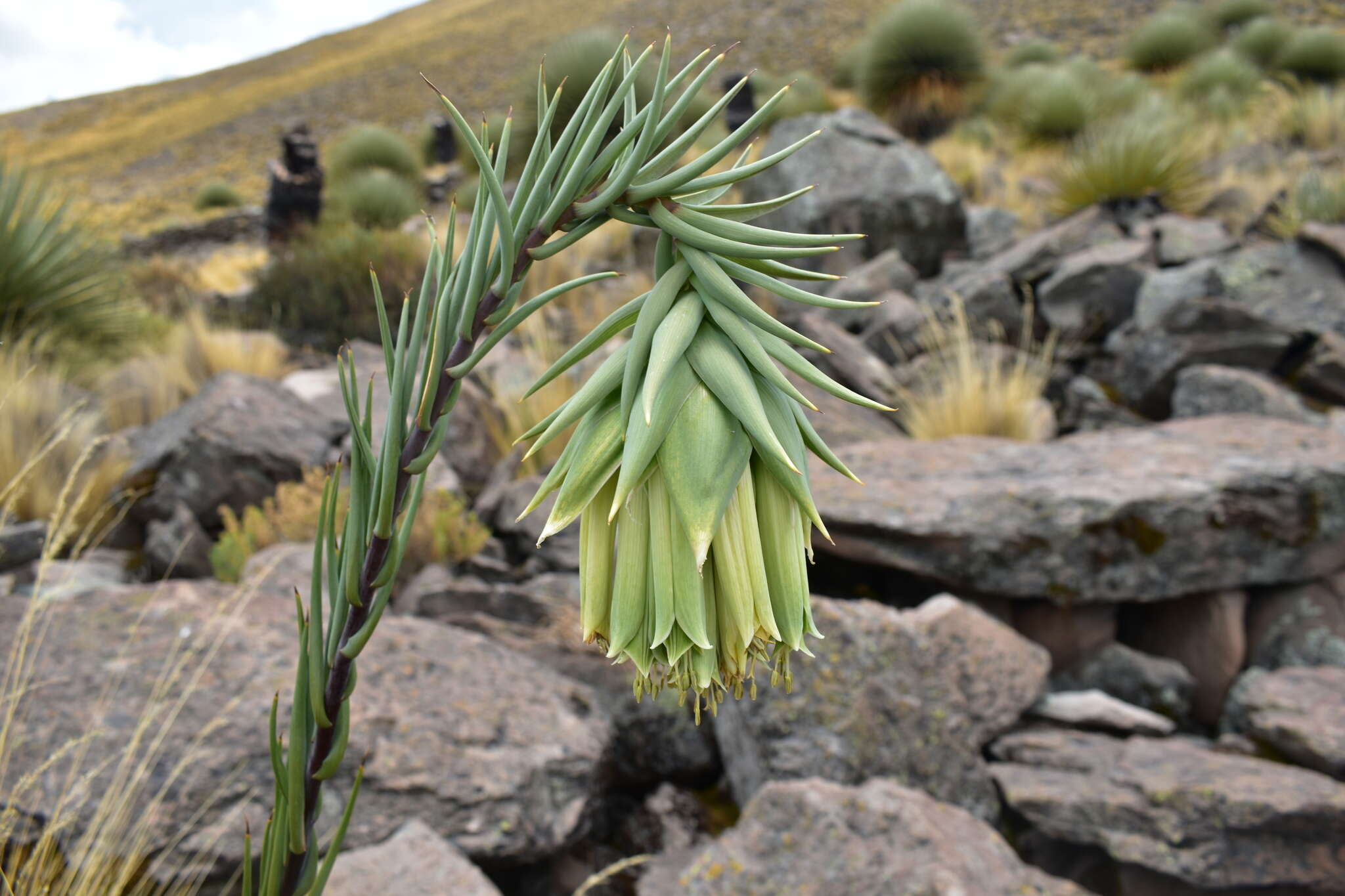 Image of Bomarea involucrosa (Herb.) Baker