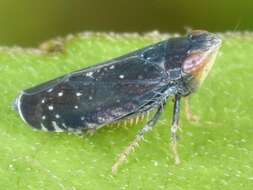 Image of Yellowfaced Leafhopper