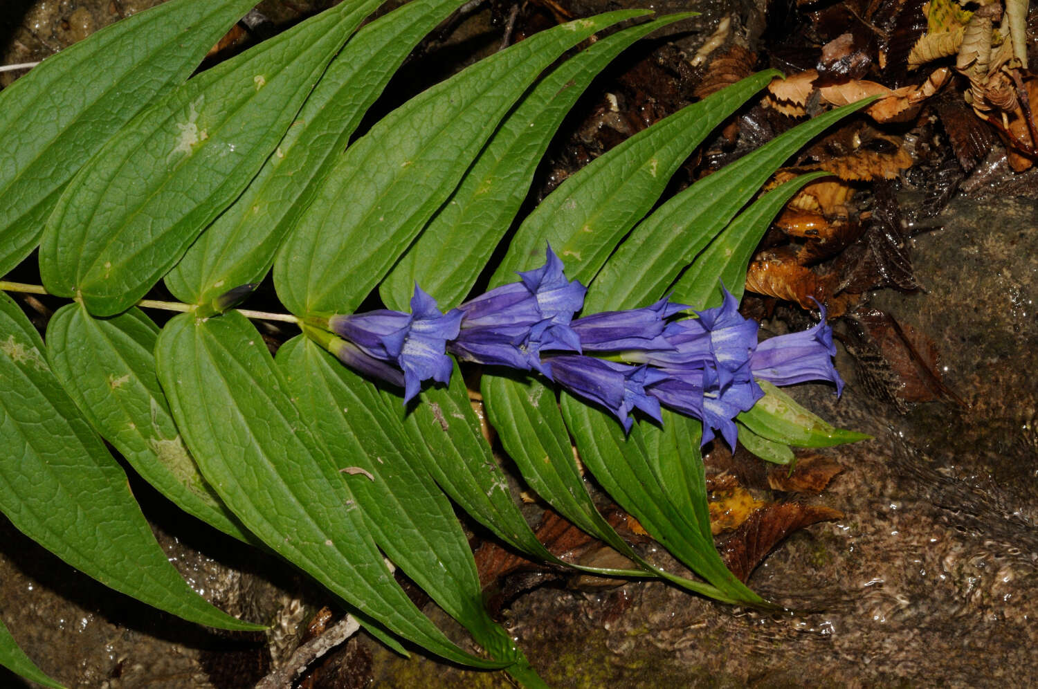 Gentiana asclepiadea L.的圖片