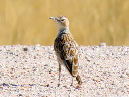 Imagem de Chersomanes albofasciata barlowi White & Cmn 1961