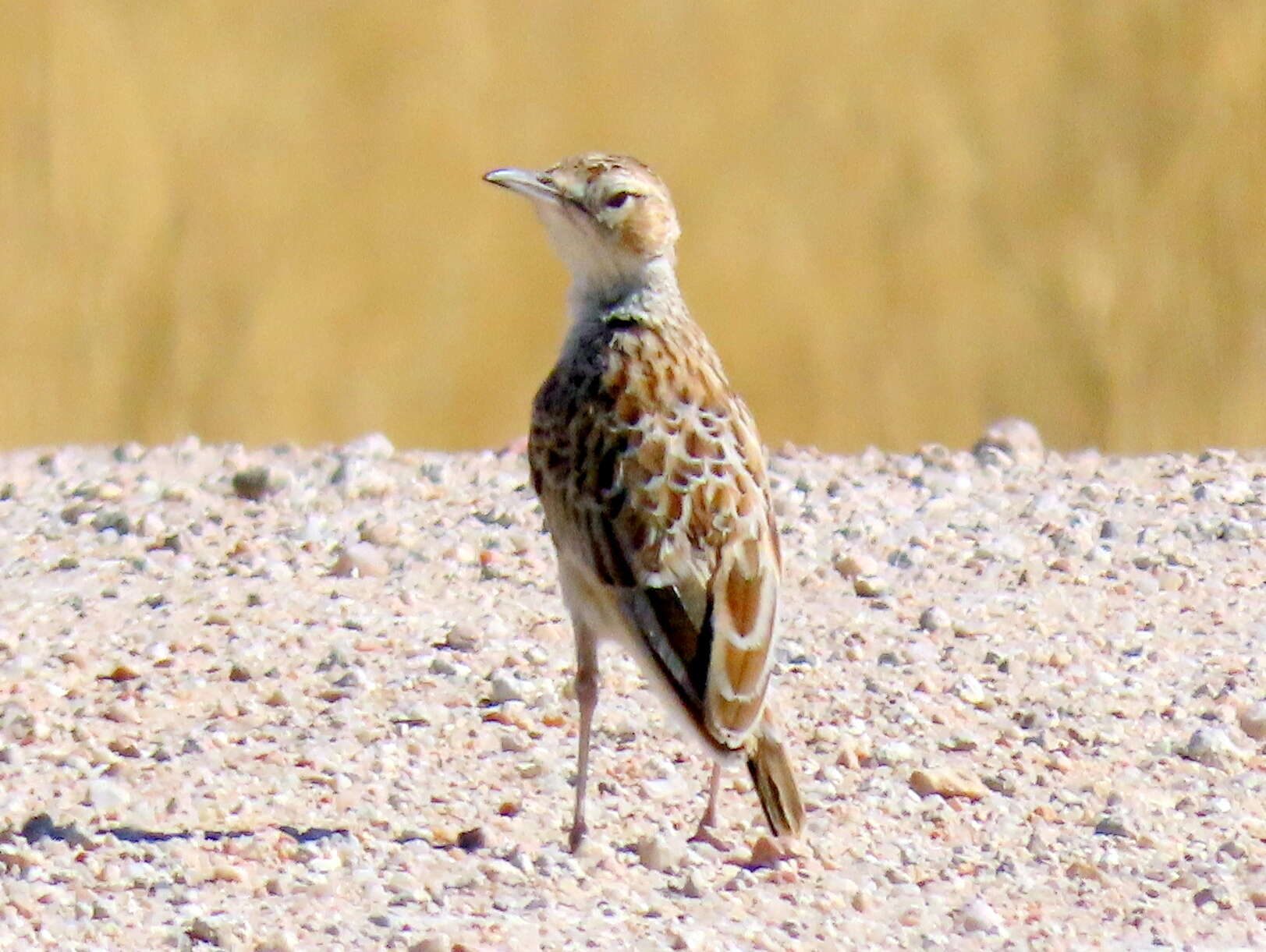 Imagem de Chersomanes albofasciata barlowi White & Cmn 1961