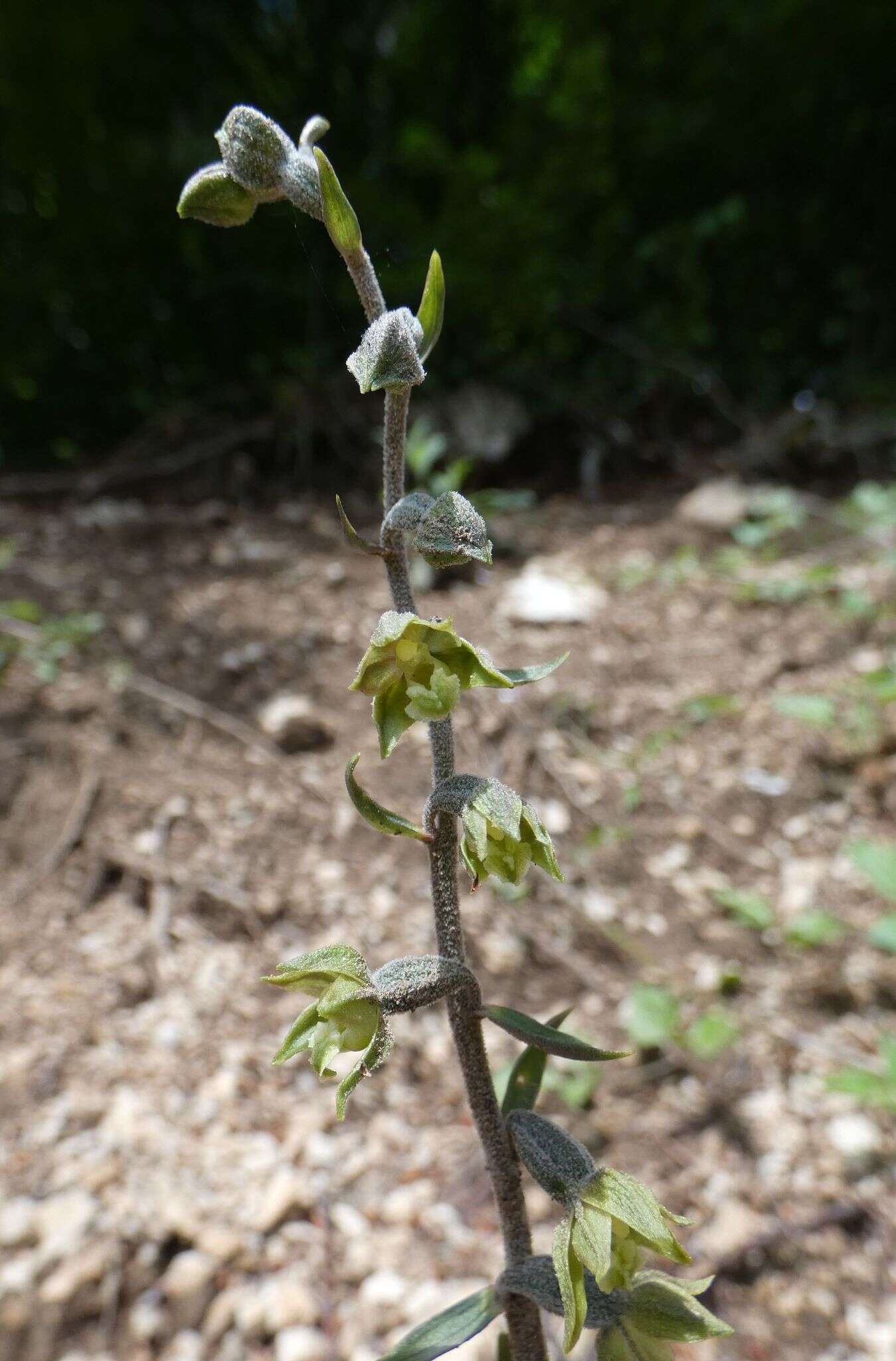 Image of Small-leaved Helleborine