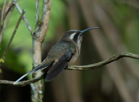 Phaethornis squalidus (Temminck 1822) resmi