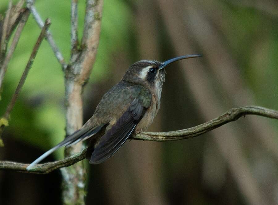 Phaethornis squalidus (Temminck 1822) resmi