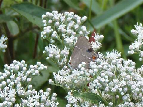 Image of White-M Hairstreak