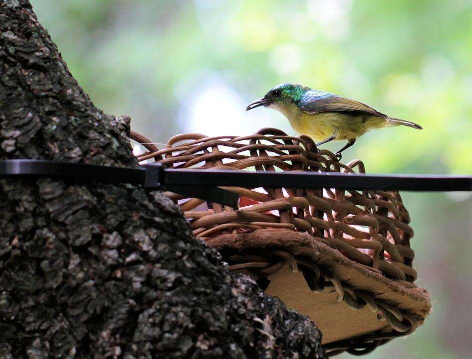 Слика од Hedydipna collaris zuluensis (Roberts 1931)