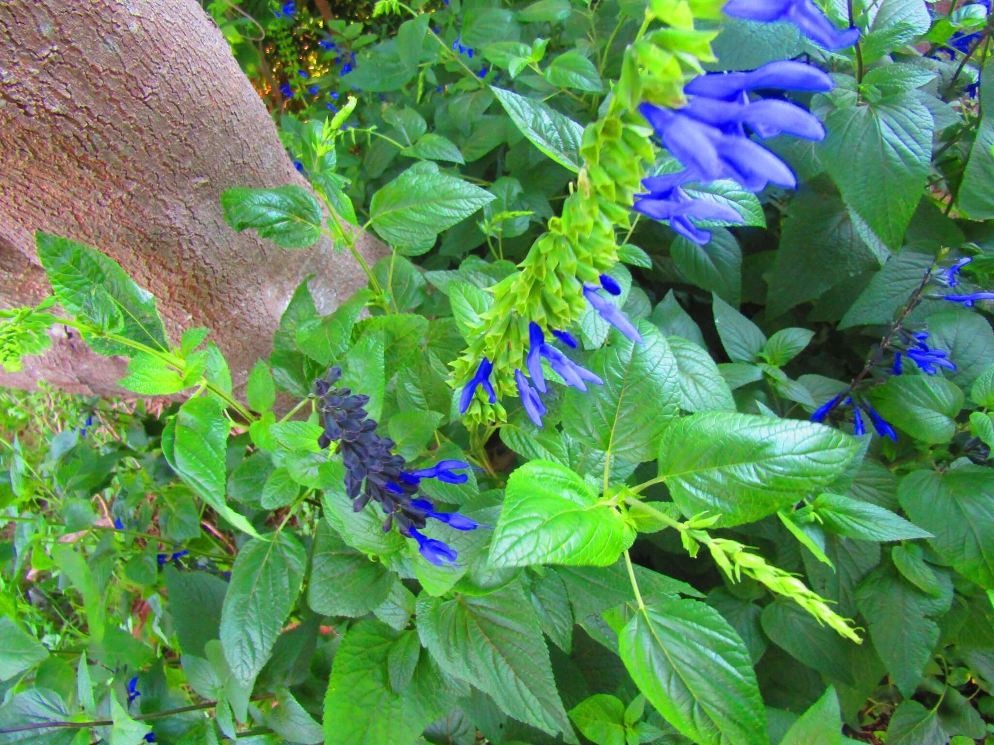 Image of Salvia coerulea Benth.