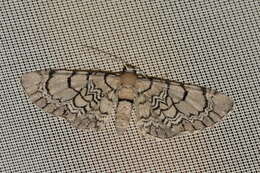 صورة Eupithecia venosata Fabricius 1787