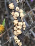 Image of Barnacle scale