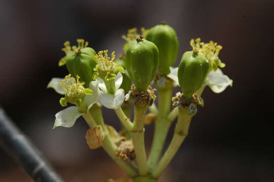 Image de Euphorbia tanquahuete Sessé & Moc.