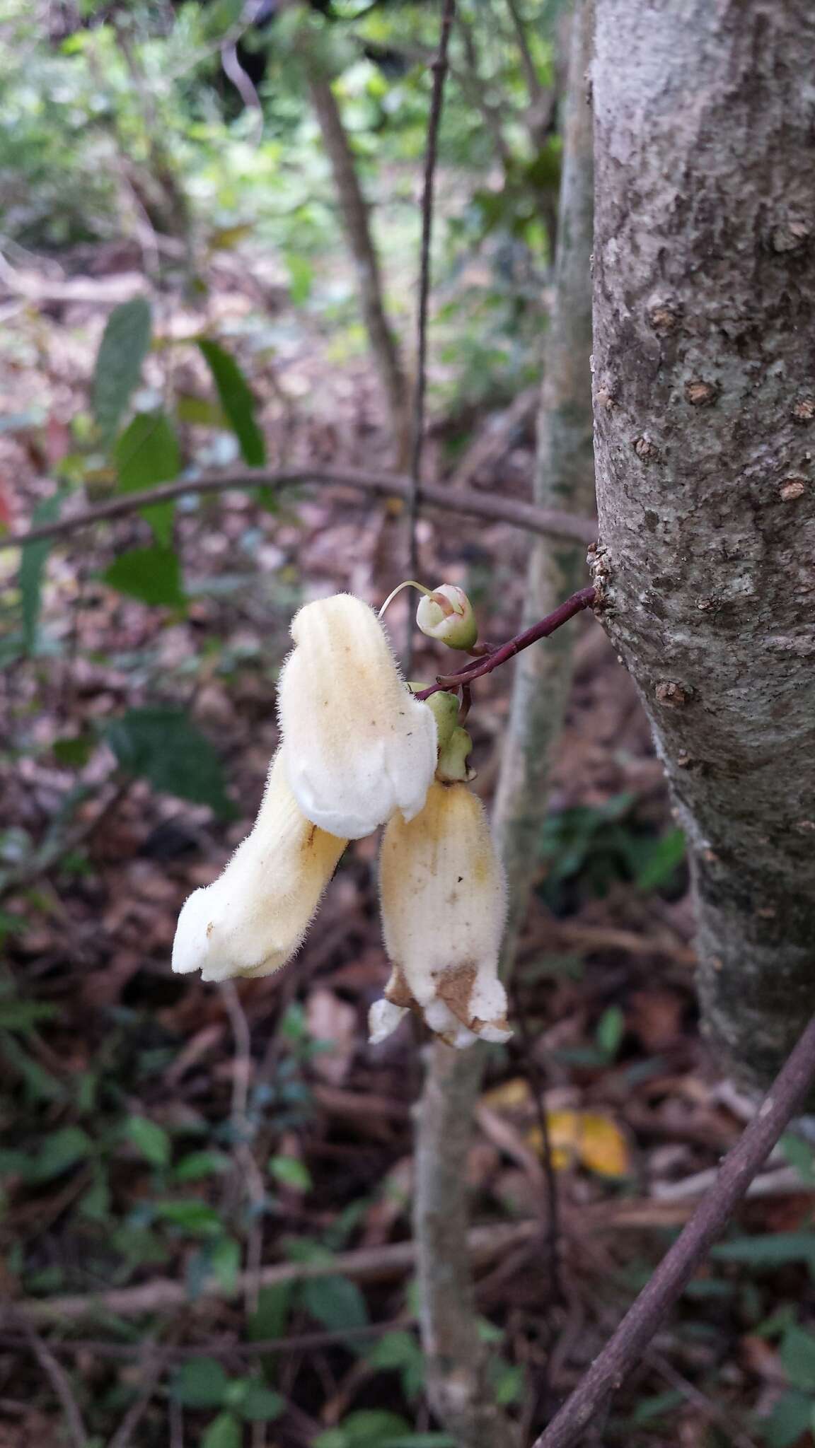 Plancia ëd Colea floribunda Boj.