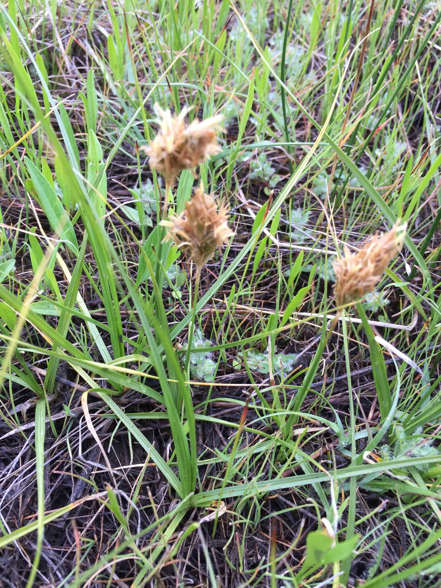 Plancia ëd Calliscirpus brachythrix C. N. Gilmour, J. R. Starr & Naczi