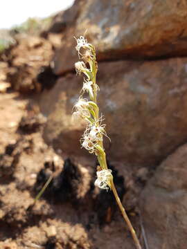 Image of Tassel orchid