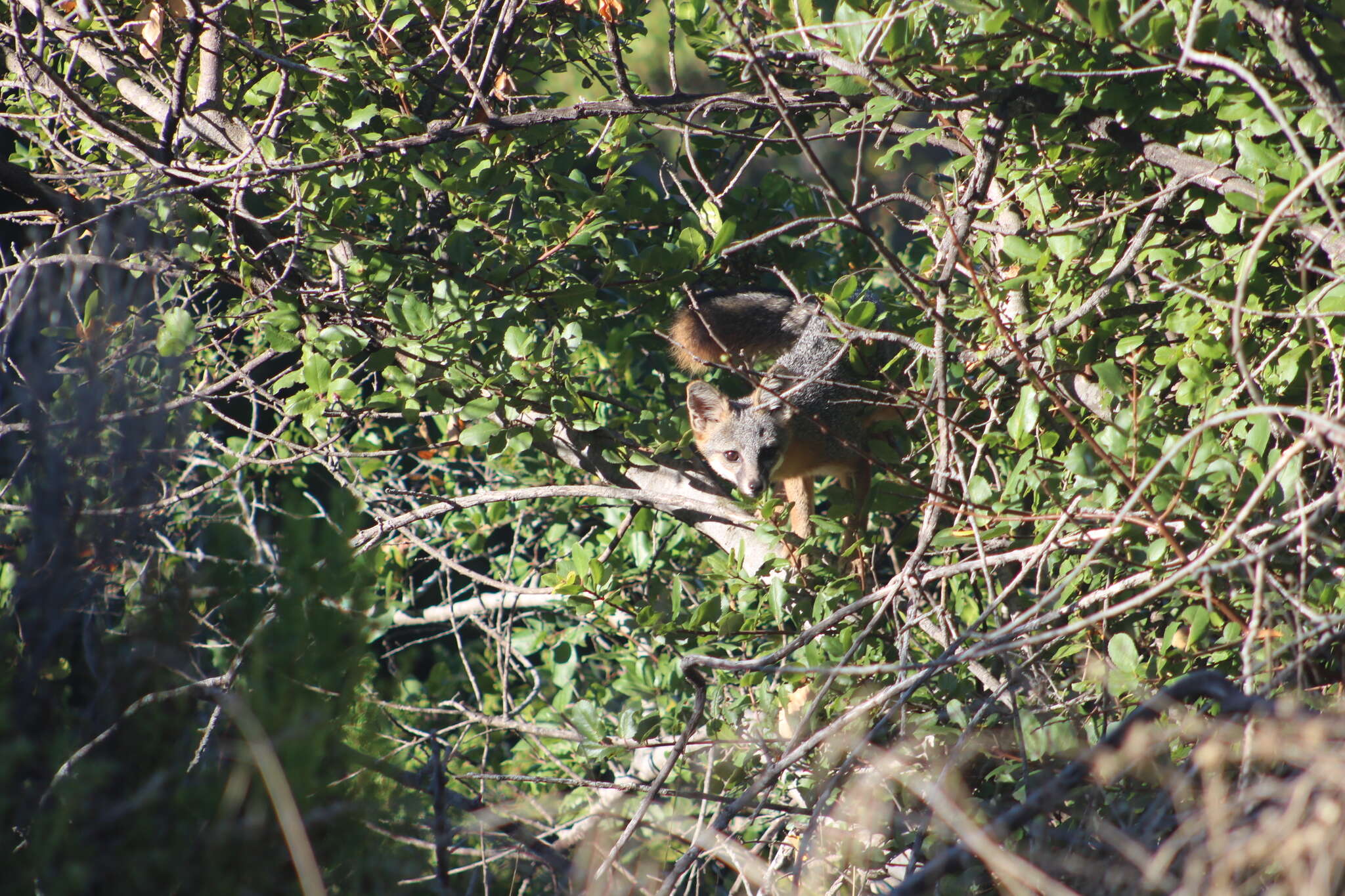 Image of Santa Catalina Island Fox