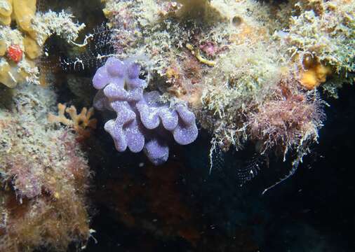 Image of flesh sponge