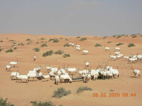 Image of Arabian Oryx