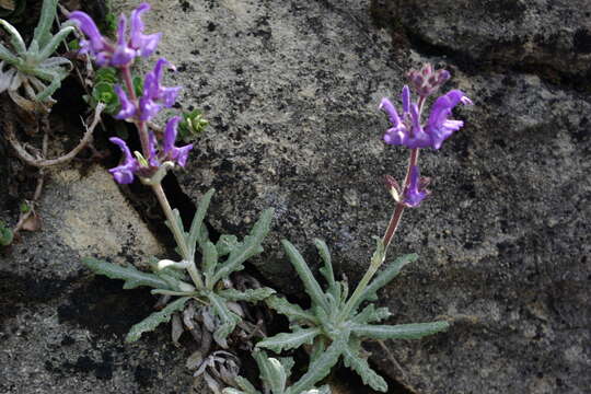 Image of Hoary Salvia