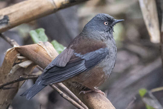 Image of Maroon-backed Accentor