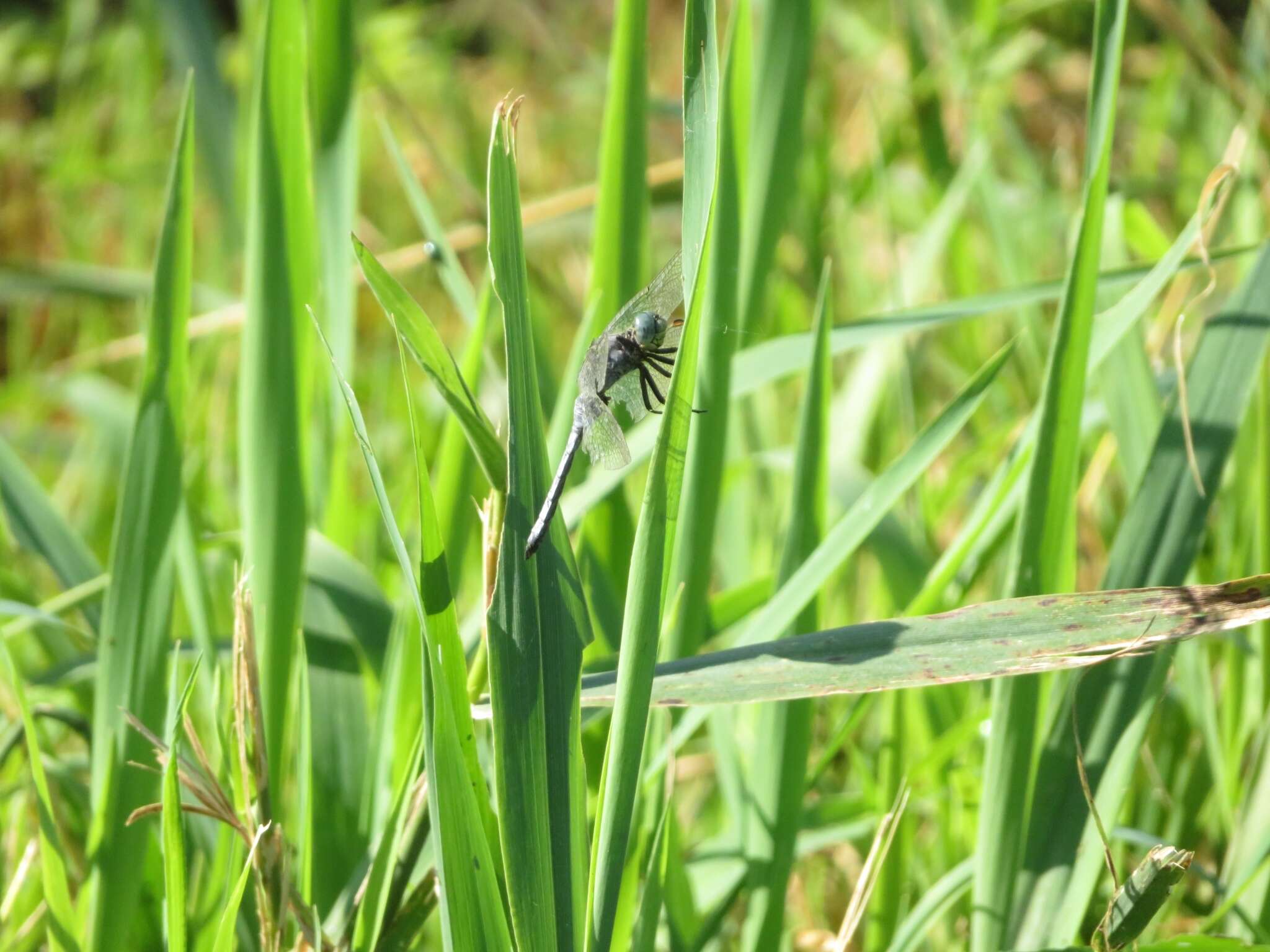 Image of <i>Orthetrum <i>coerulescens</i></i> coerulescens