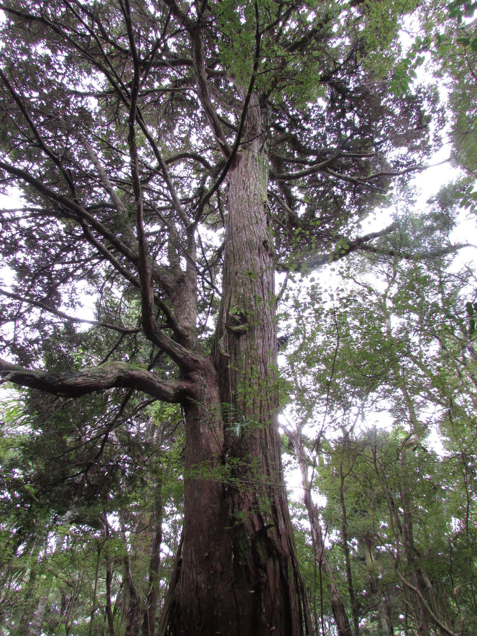 Image of totara