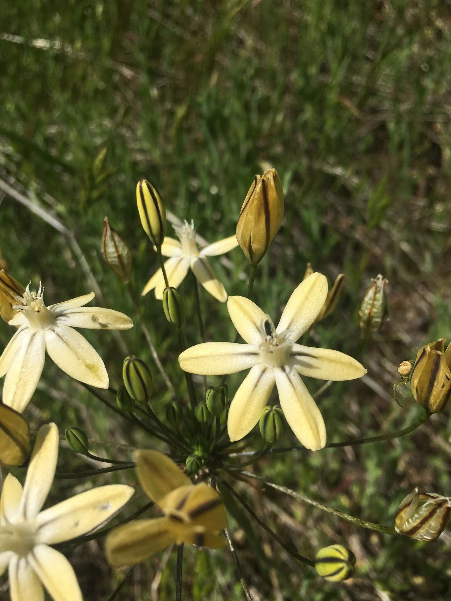 Sivun Triteleia ixioides subsp. scabra (Greene) L. W. Lenz kuva