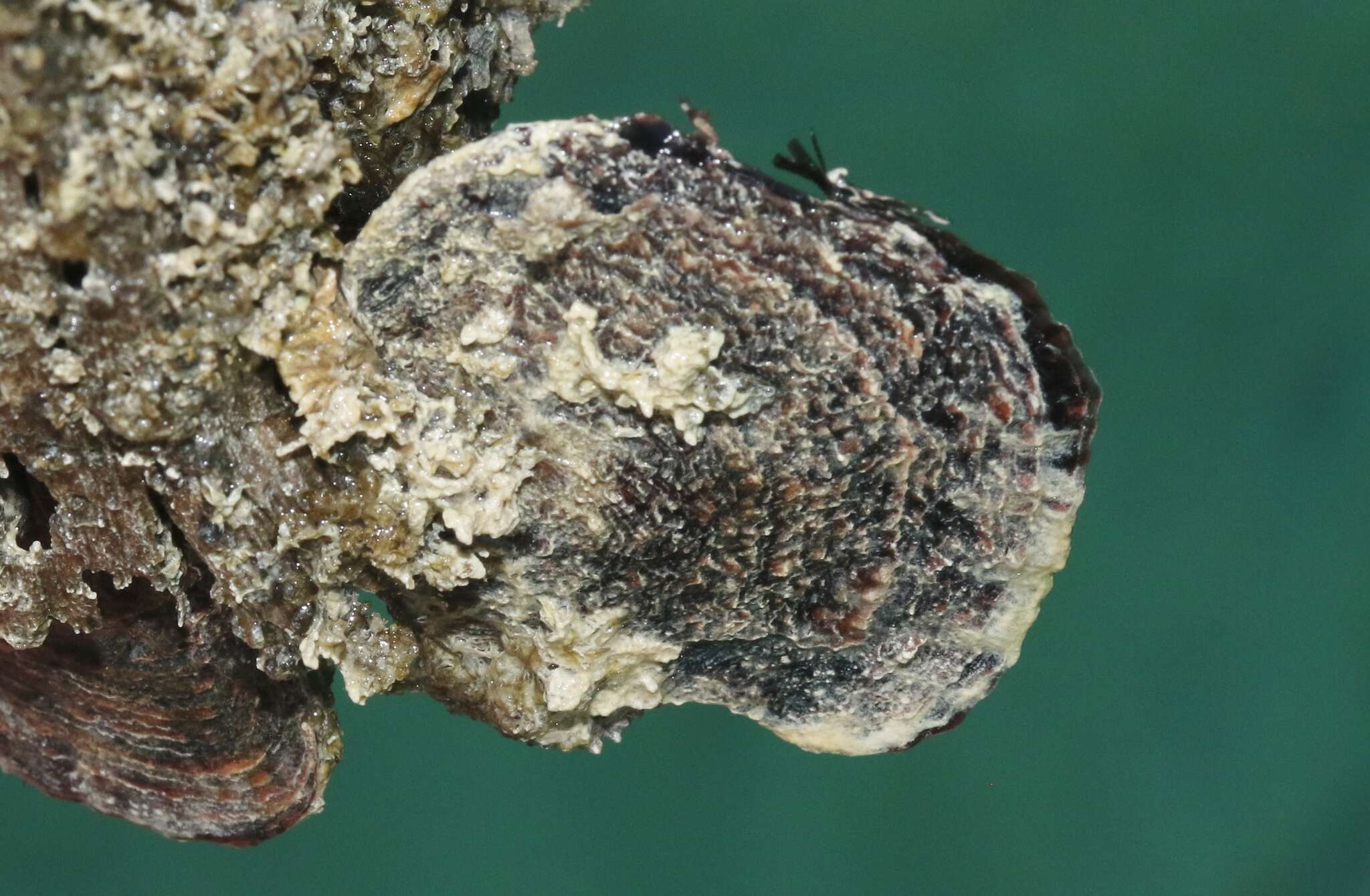 Image of flat tree-oyster